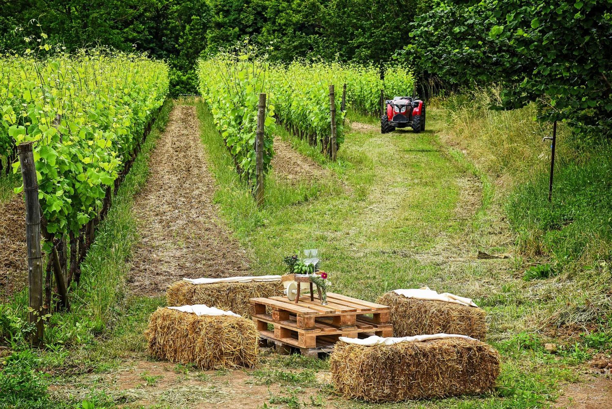 Agriturismo Guerritore バロニッシ エクステリア 写真