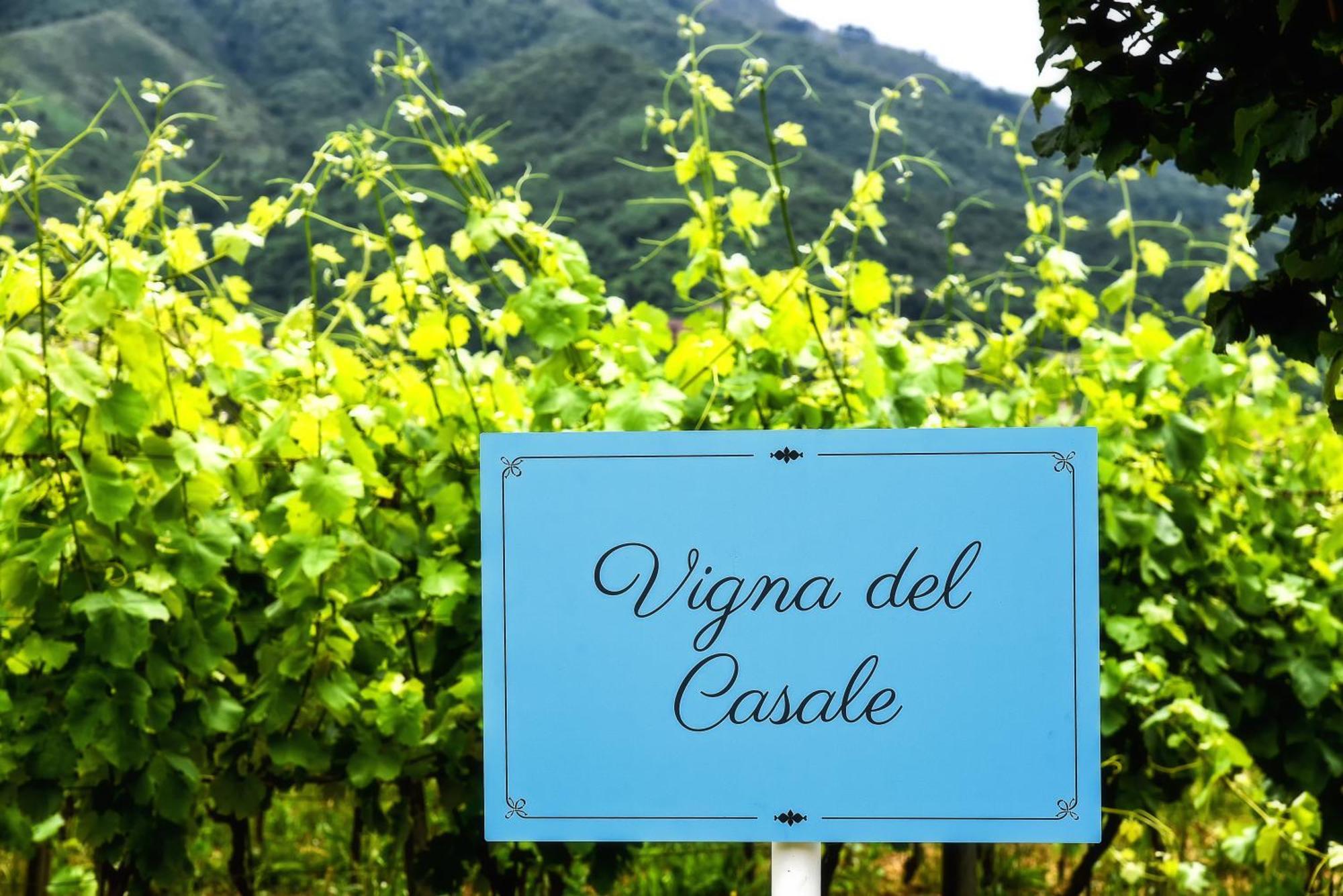 Agriturismo Guerritore バロニッシ エクステリア 写真